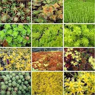 安友屋頂綠化所用植物 安友屋頂綠化所用植物