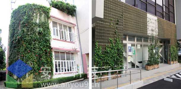 拉絲式墻面綠化案例 拉絲式墻面綠化案例